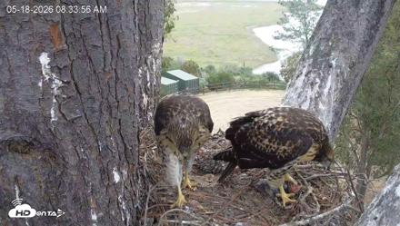 Red-Tailed Hawk Live Webcam - May 18, 2026, 9:37am PDT