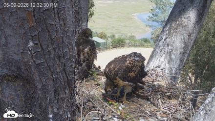 Red-Tailed Hawk Live Webcam - May 9, 2026, 1:33pm PDT