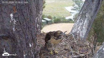 Red-Tailed Hawk Live Webcam - May 15, 2026, 11:37am PDT