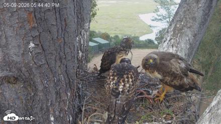 Red-Tailed Hawk Live Webcam - May 9, 2026, 6:45pm PDT