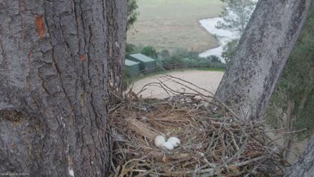 Red-Tailed Hawk Live Webcam - Mar 4, 2026, 5:56pm PST