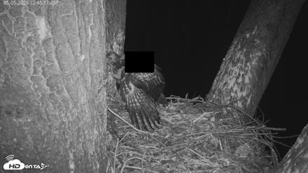 Red-Tailed Hawk Live Webcam - May 5, 2026, 1:46am PDT