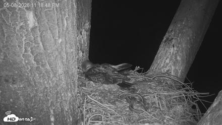 Red-Tailed Hawk Live Webcam - May 9, 2026, 12:19am PDT