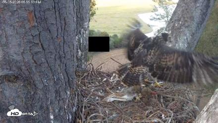 Red-Tailed Hawk Live Webcam - May 5, 2026, 6:56pm PDT