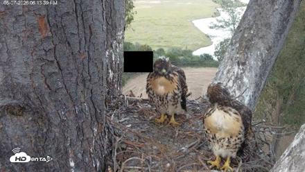 Red-Tailed Hawk Live Webcam - May 7, 2026, 7:25pm PDT