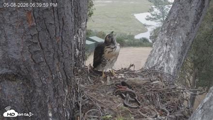 Red-Tailed Hawk Live Webcam - May 8, 2026, 7:43pm PDT