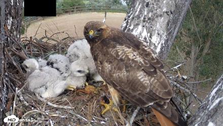 Red-Tailed Hawk Live Webcam - Apr 12, 2026, 4:03pm PDT
