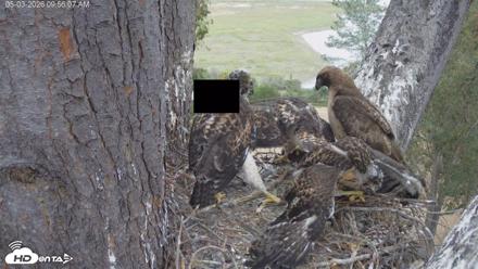 Red-Tailed Hawk Live Webcam - May 3, 2026, 10:59am PDT