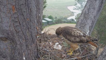 Red-Tailed Hawk Live Webcam - Mar 23, 2026, 8:46am PDT