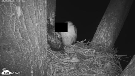 Red-Tailed Hawk Live Webcam - May 6, 2026, 2:18am PDT