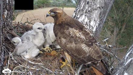 Red-Tailed Hawk Live Webcam - Apr 12, 2026, 4:04pm PDT