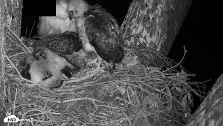 Red-Tailed Hawk Live Webcam - Apr 22, 2026, 2:16am PDT