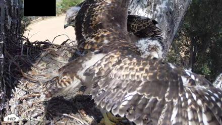 Red-Tailed Hawk Live Webcam - Apr 26, 2026, 2:45pm PDT