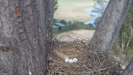 Red-Tailed Hawk Live Webcam - Mar 4, 2026, 3:34pm PST