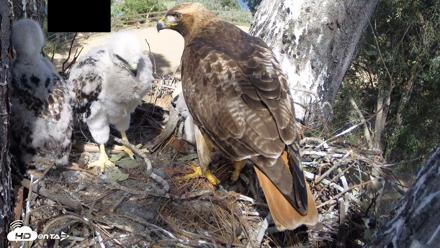 Red-Tailed Hawk Live Webcam - Apr 15, 2026, 3:29pm PDT