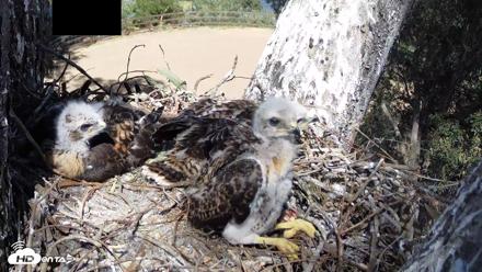 Red-Tailed Hawk Live Webcam - Apr 23, 2026, 3:09pm PDT