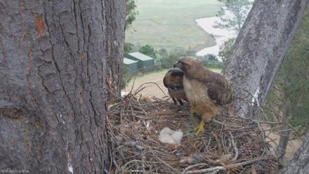Red-Tailed Hawk Live Webcam - Mar 23, 2026, 8:45am PDT