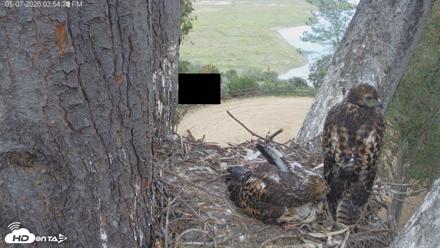 Red-Tailed Hawk Live Webcam - May 7, 2026, 4:57pm PDT
