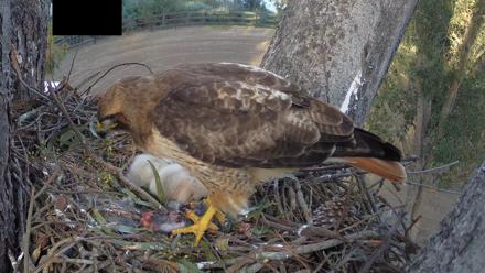 Red-Tailed Hawk Live Webcam - Mar 27, 2026, 5:23pm PDT