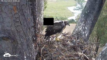 Red-Tailed Hawk Live Webcam - May 5, 2026, 8:39am PDT