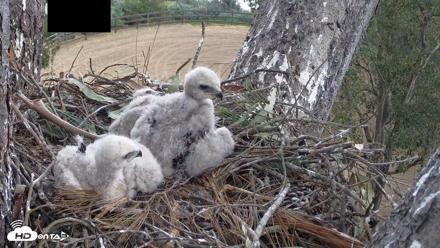 Red-Tailed Hawk Live Webcam - Apr 12, 2026, 11:43am PDT