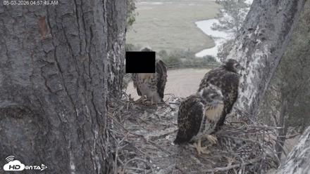 Red-Tailed Hawk Live Webcam - May 3, 2026, 6:00am PDT