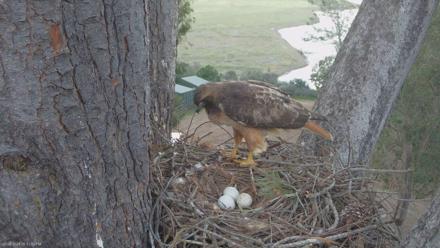 Red-Tailed Hawk Live Webcam - Mar 18, 2026, 6:33pm PDT