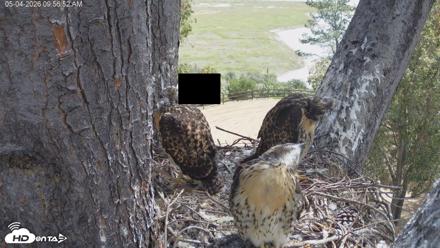 Red-Tailed Hawk Live Webcam - May 4, 2026, 11:00am PDT