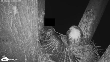 Red-Tailed Hawk Live Webcam - May 4, 2026, 4:03am PDT