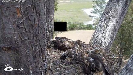 Red-Tailed Hawk Live Webcam - May 4, 2026, 11:57am PDT