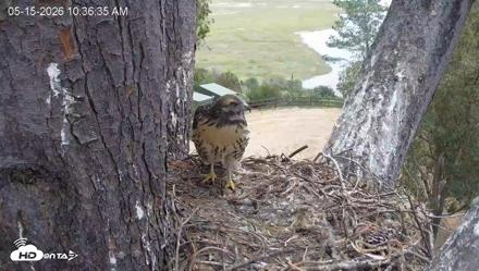 Red-Tailed Hawk Live Webcam - May 15, 2026, 11:37am PDT