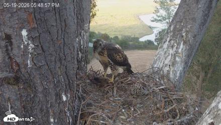 Red-Tailed Hawk Live Webcam - May 19, 2026, 6:49pm PDT