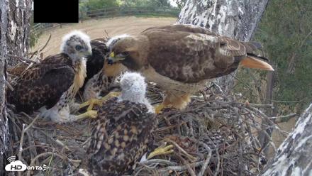 Red-Tailed Hawk Live Webcam - Apr 25, 2026, 9:36am PDT