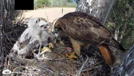Red-Tailed Hawk Live Webcam - Apr 15, 2026, 3:20pm PDT