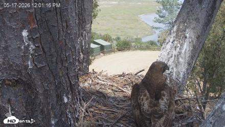 Red-Tailed Hawk Live Webcam - May 17, 2026, 1:02pm PDT