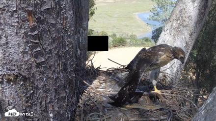 Red-Tailed Hawk Live Webcam - May 6, 2026, 2:22pm PDT