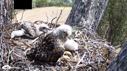 Red-Tailed Hawk Live Webcam - Apr 20, 2026, 11:09am PDT