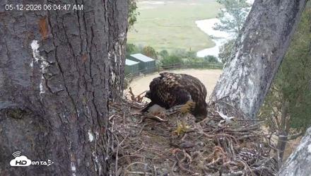 Red-Tailed Hawk Live Webcam - May 12, 2026, 7:08am PDT
