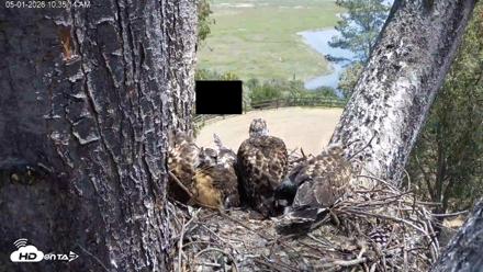 Red-Tailed Hawk Live Webcam - May 1, 2026, 11:38am PDT