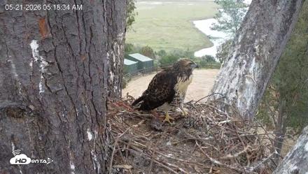 Red-Tailed Hawk Live Webcam - May 21, 2026, 6:20am PDT