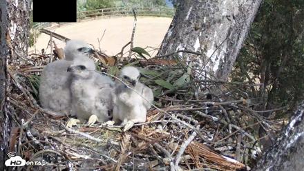 Red-Tailed Hawk Live Webcam - Apr 10, 2026, 1:39pm PDT