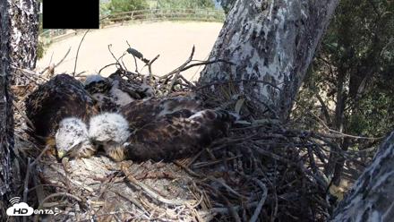 Red-Tailed Hawk Live Webcam - Apr 24, 2026, 1:59pm PDT