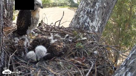 Red-Tailed Hawk Live Webcam - Apr 23, 2026, 10:05am PDT