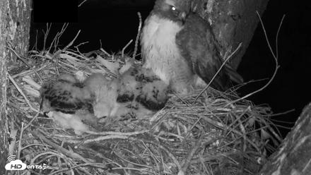 Red-Tailed Hawk Live Webcam - Apr 15, 2026, 5:47am PDT