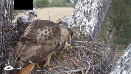 Red-Tailed Hawk Live Webcam - Apr 25, 2026, 3:04pm PDT