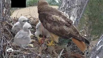 Red-Tailed Hawk Live Webcam - Apr 12, 2026, 3:23pm PDT