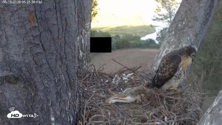 Red-Tailed Hawk Live Webcam - May 5, 2026, 6:26pm PDT