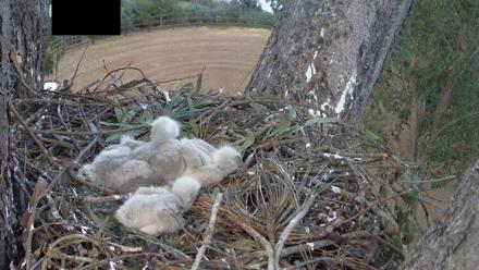 Red-Tailed Hawk Live Webcam - Apr 4, 2026, 6:20pm PDT