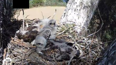 Red-Tailed Hawk Live Webcam - Apr 19, 2026, 2:58pm PDT