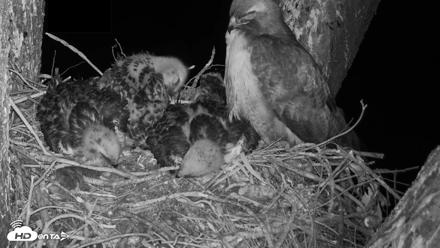 Red-Tailed Hawk Live Webcam - Apr 22, 2026, 10:01pm PDT